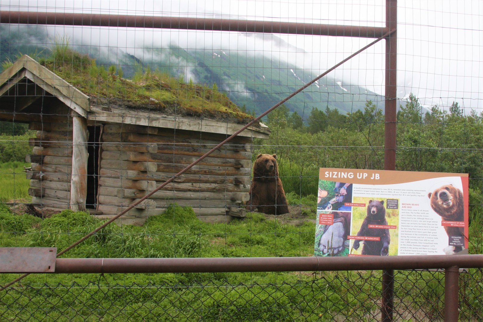 Brown Bear Exhibit
