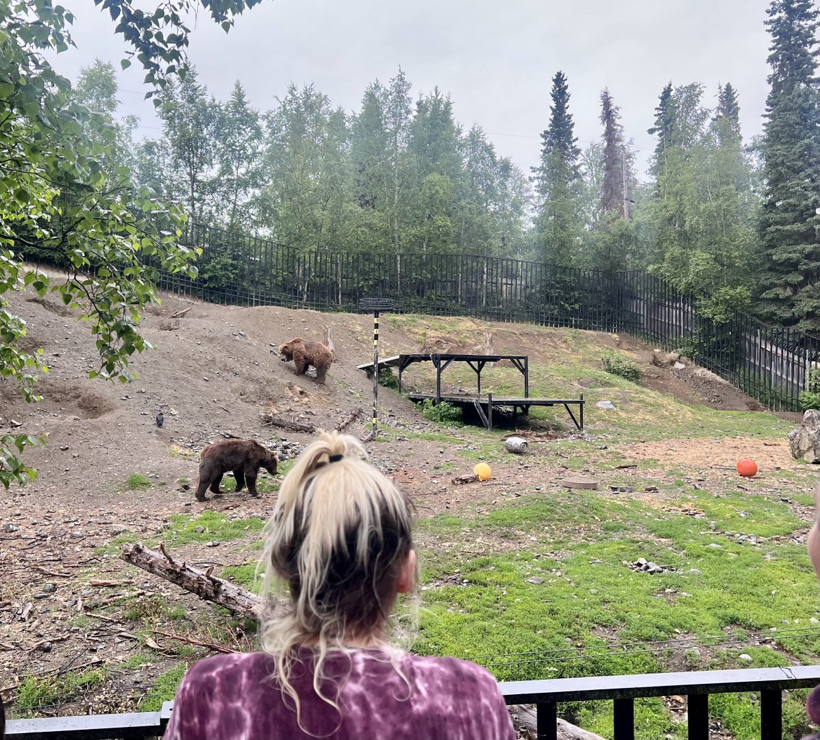 Brown Bear Exhibit
