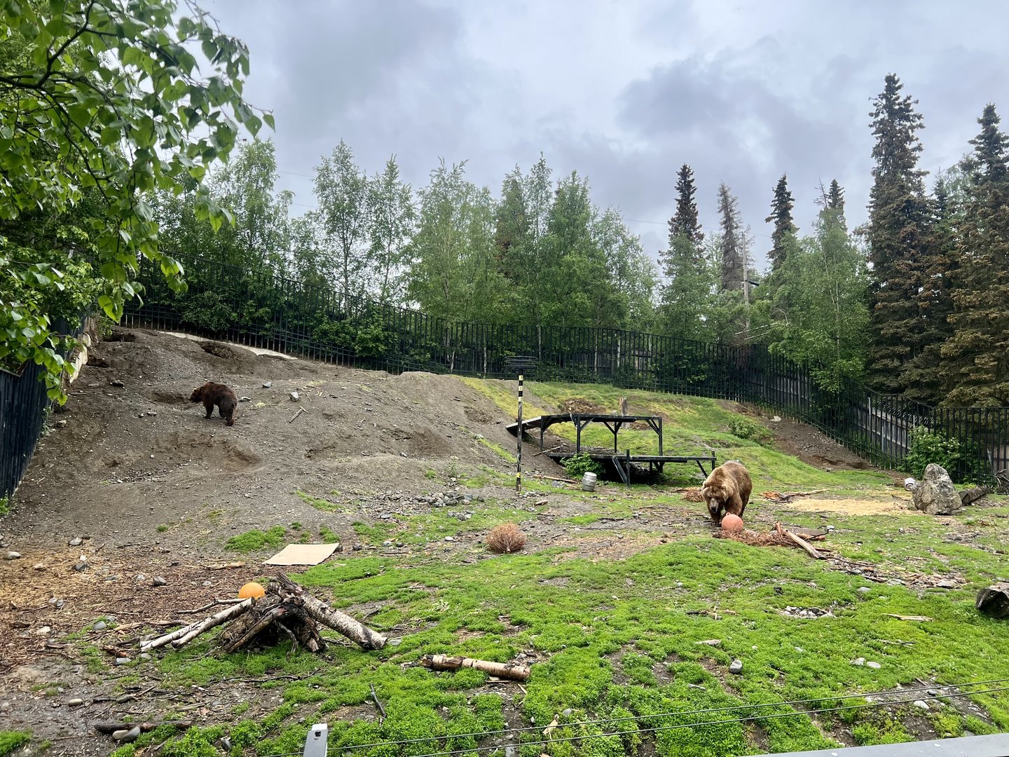 Brown Bear Exhibit