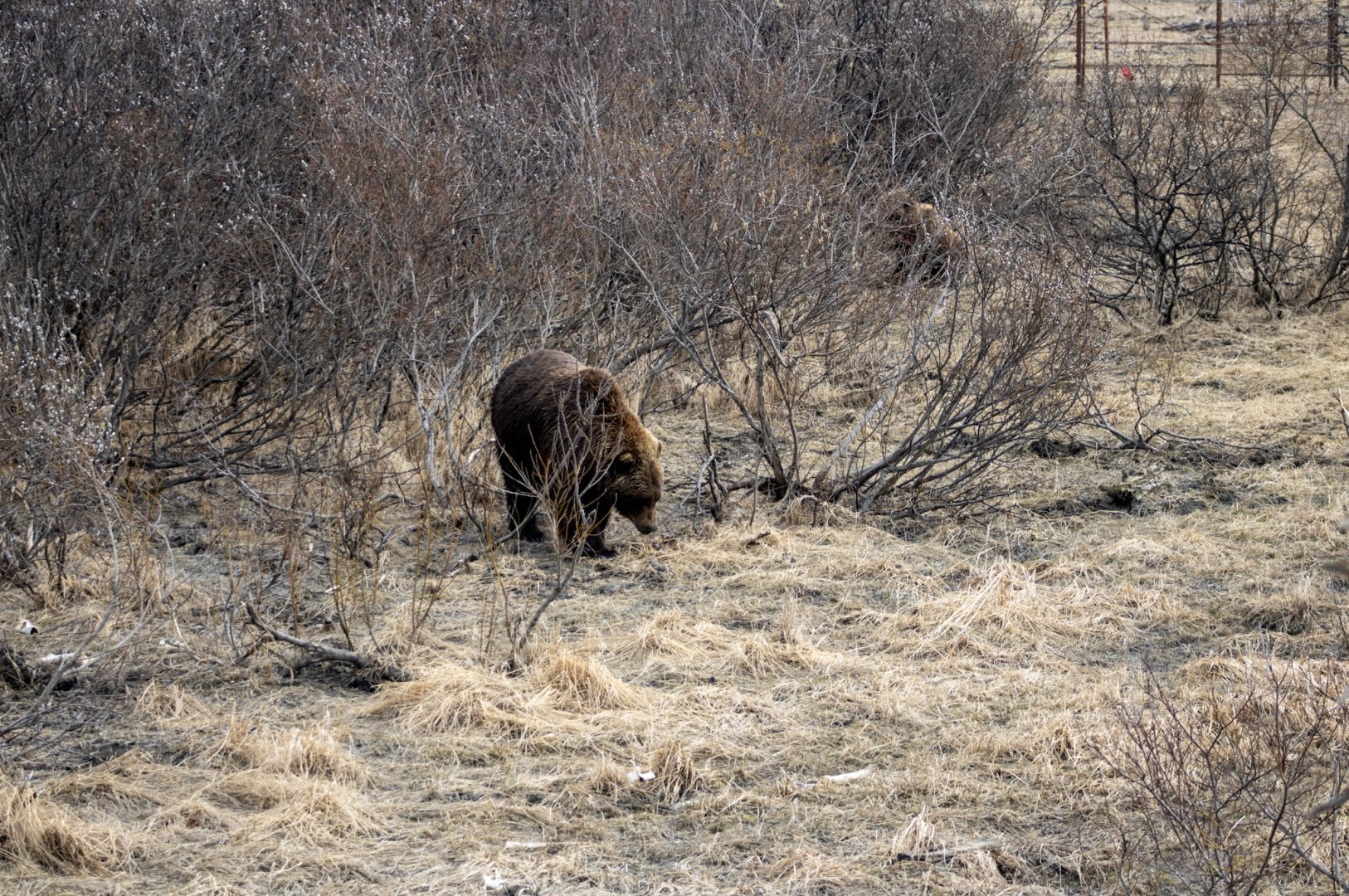 Brown Bear Exhibit