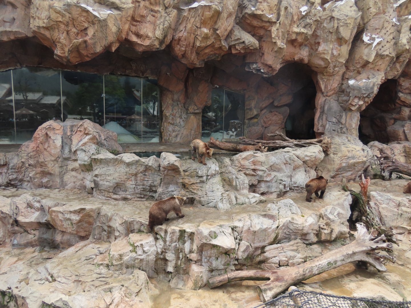 Brown bear exhibit