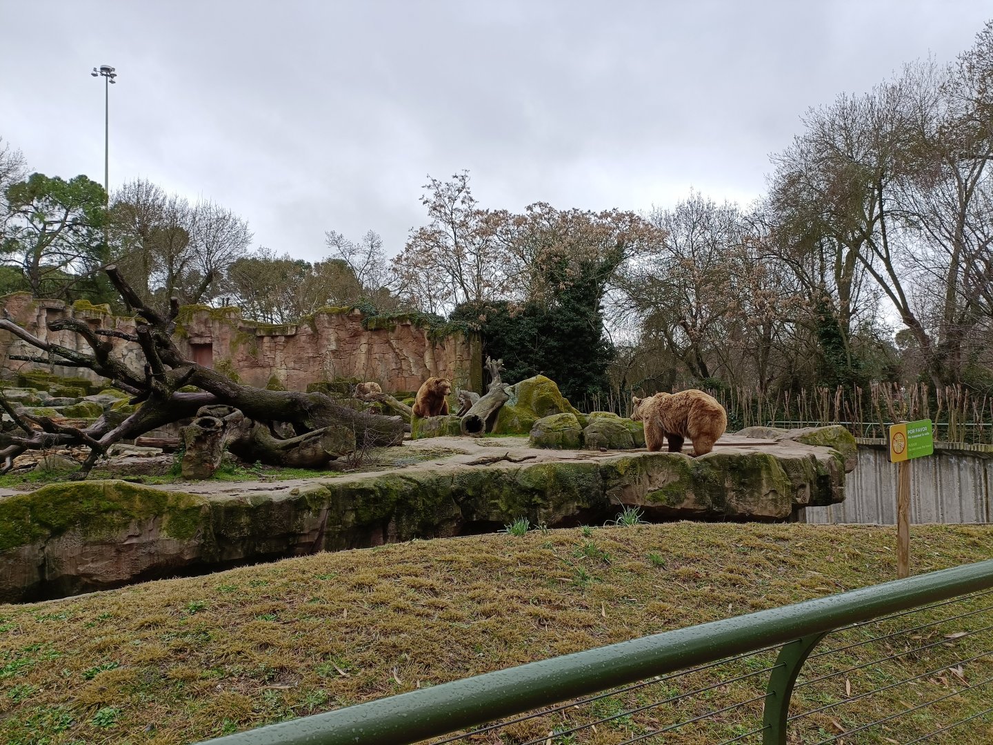 Brown bear exhibit