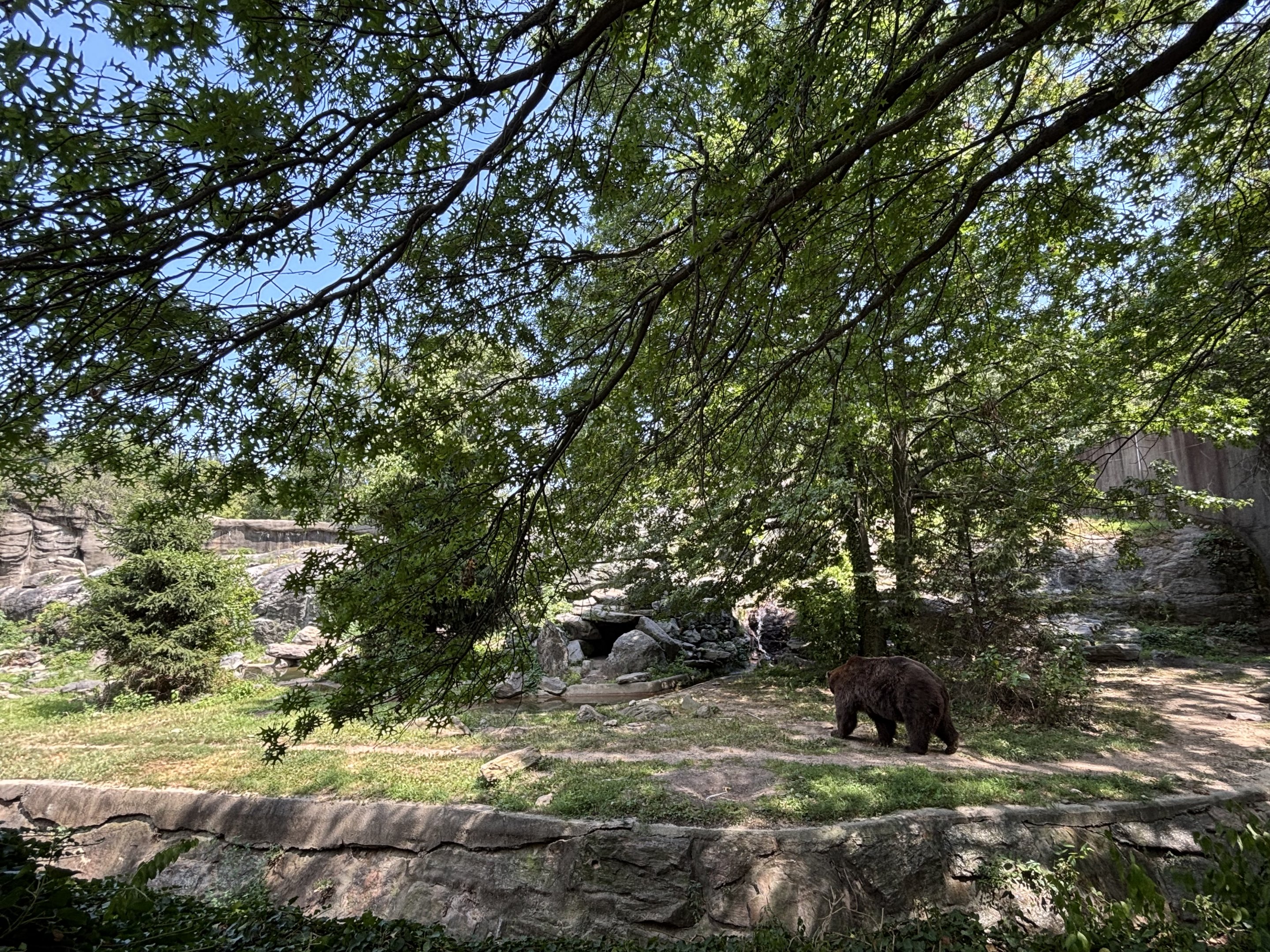 Brown Bear Exhibit