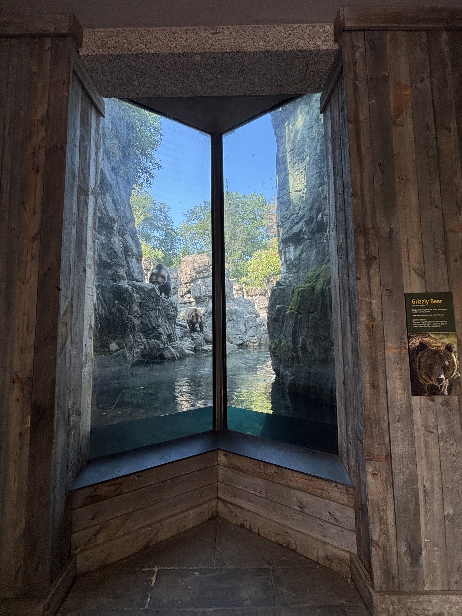 Brown Bear Exhibit