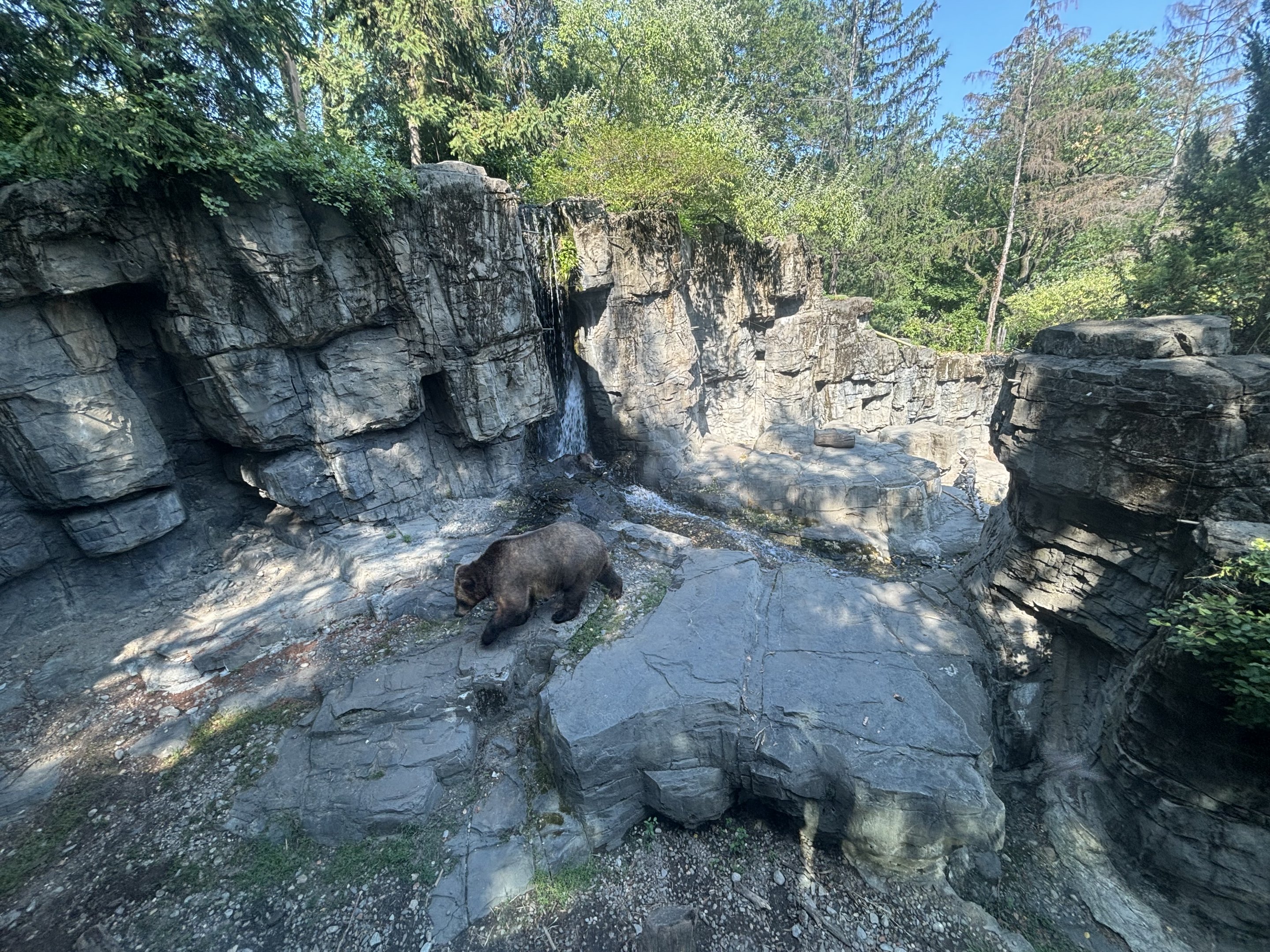 Brown Bear Exhibit