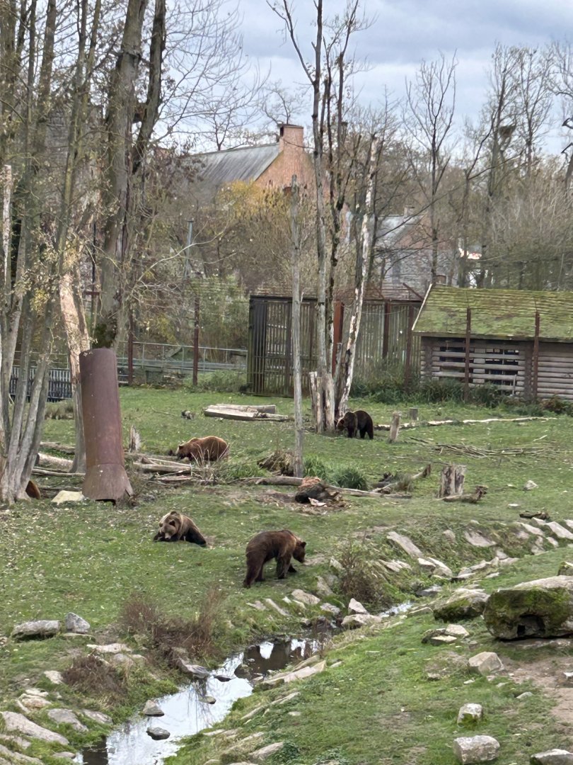 Brown bear exhibit