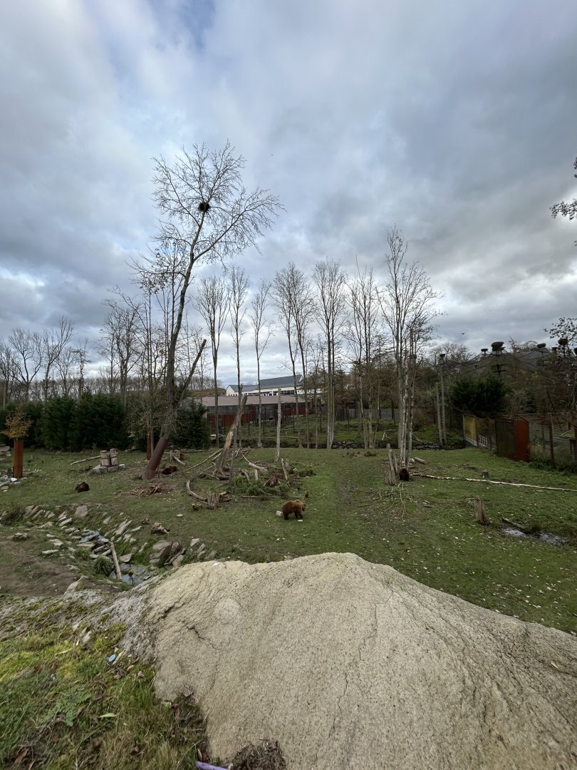 Brown bear exhibit
