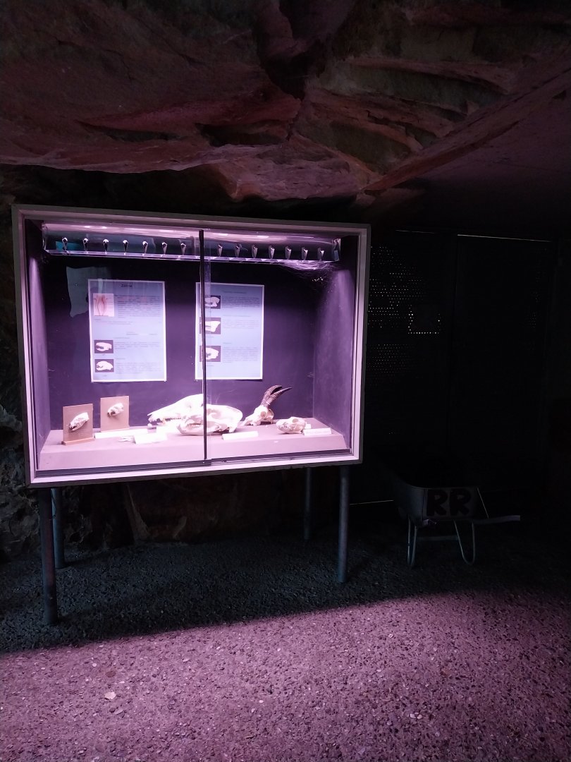 Brown bear exposition room