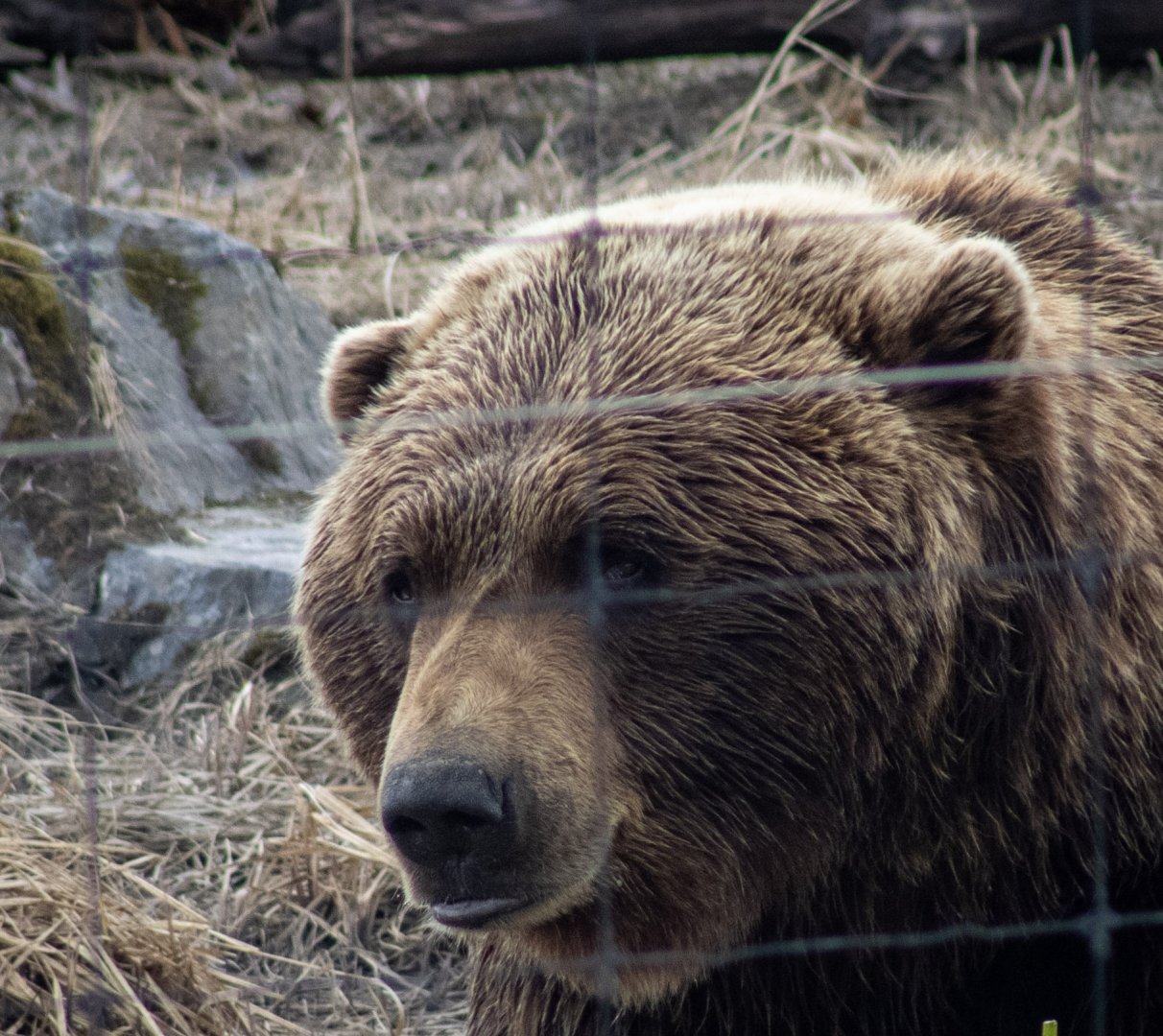 Brown Bear face