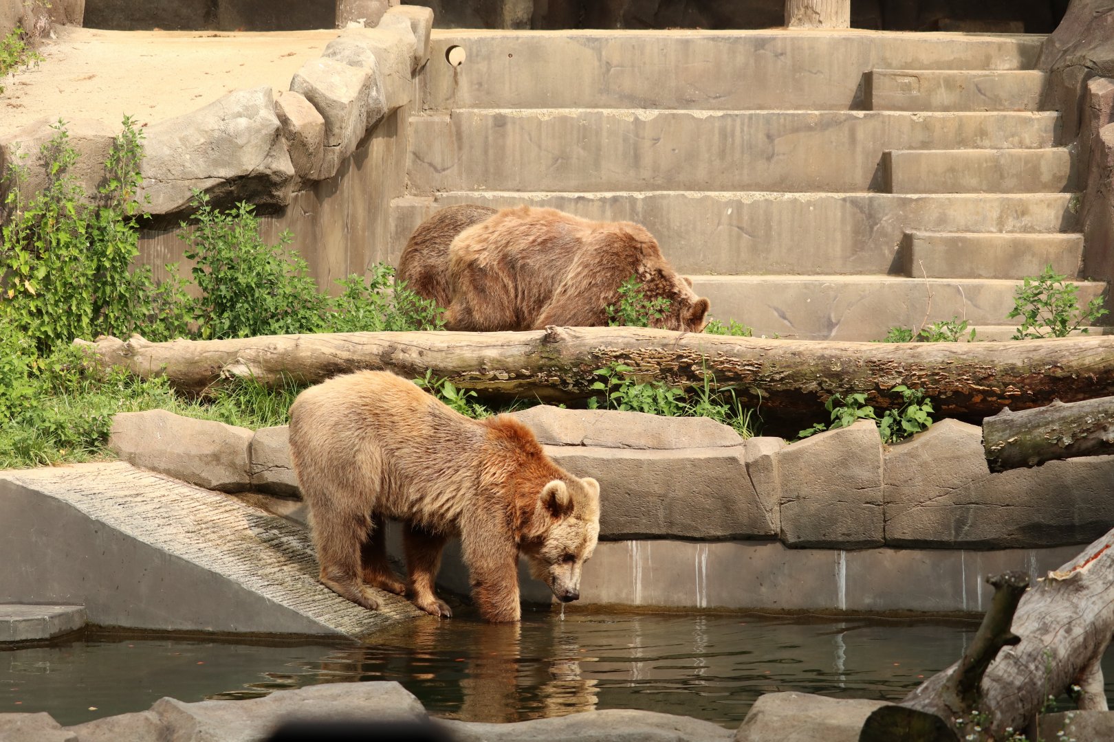 Brown Bear family