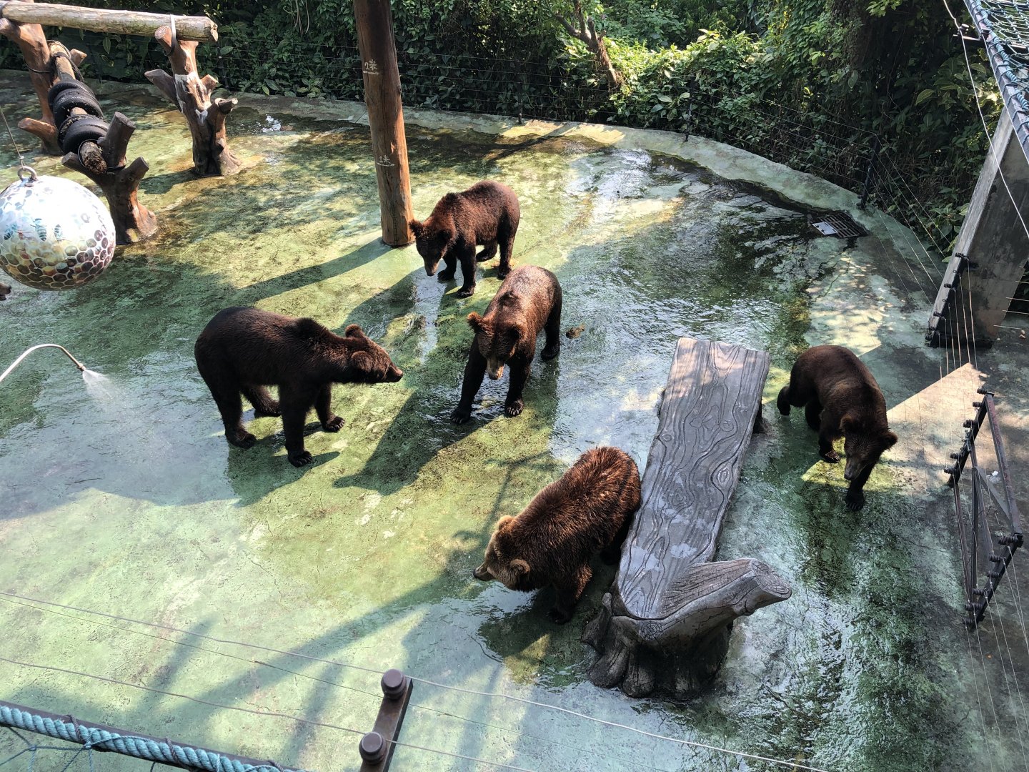 Brown Bear Feeding Space