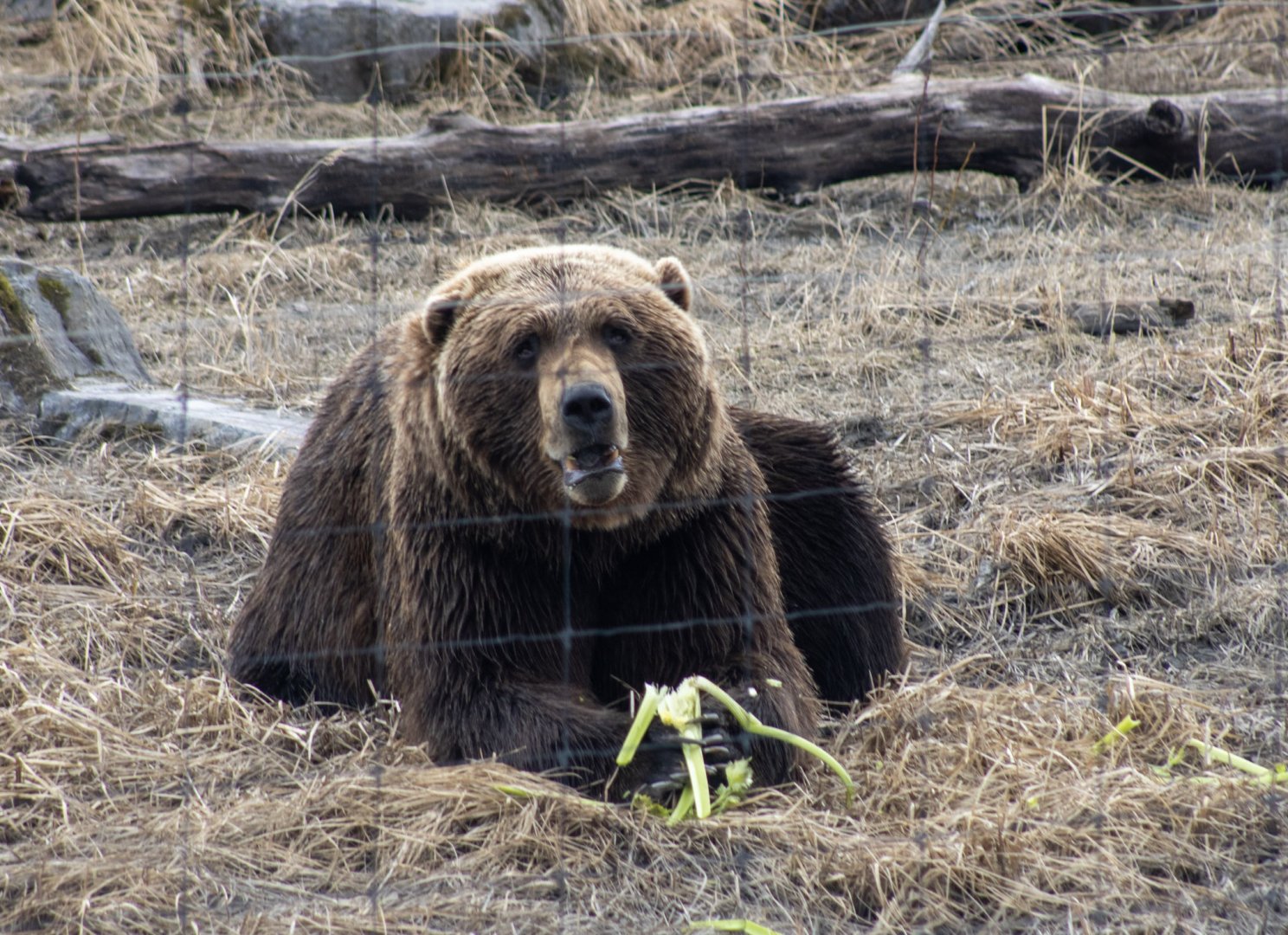 Brown Bear feeding