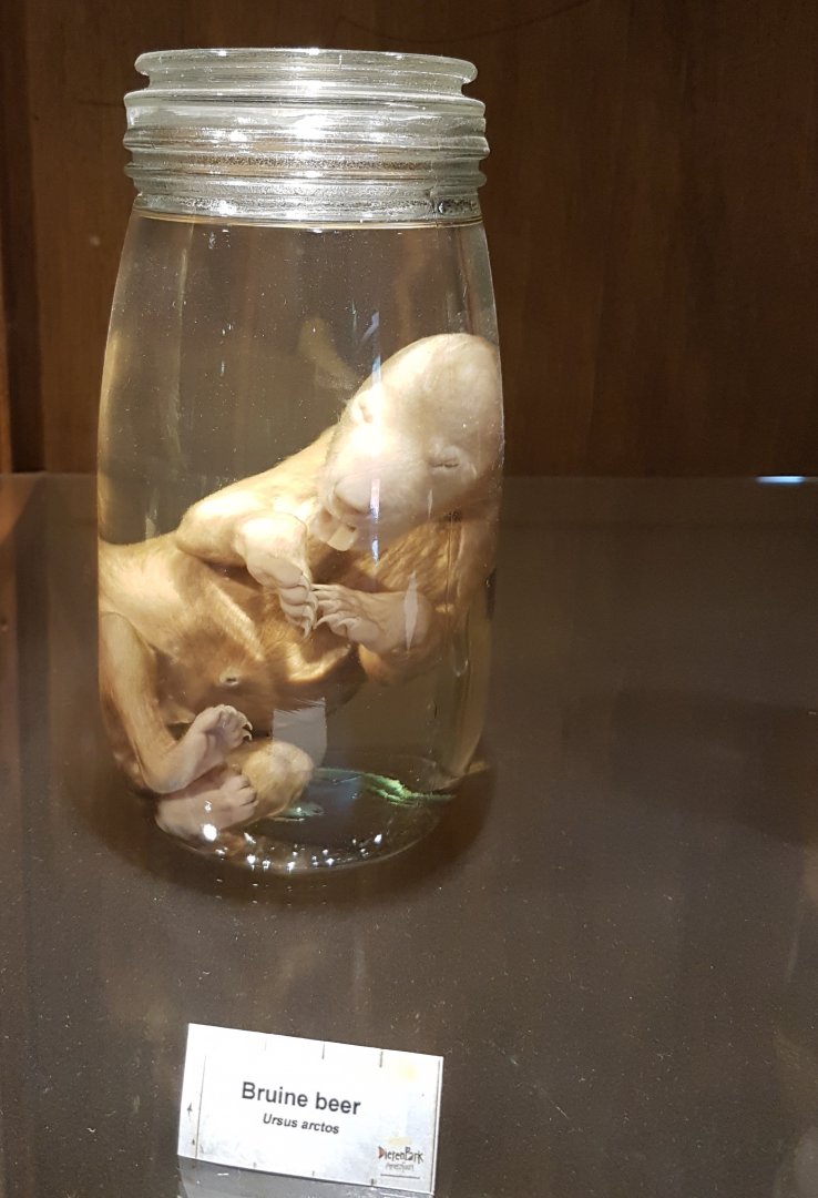 Brown bear fetus