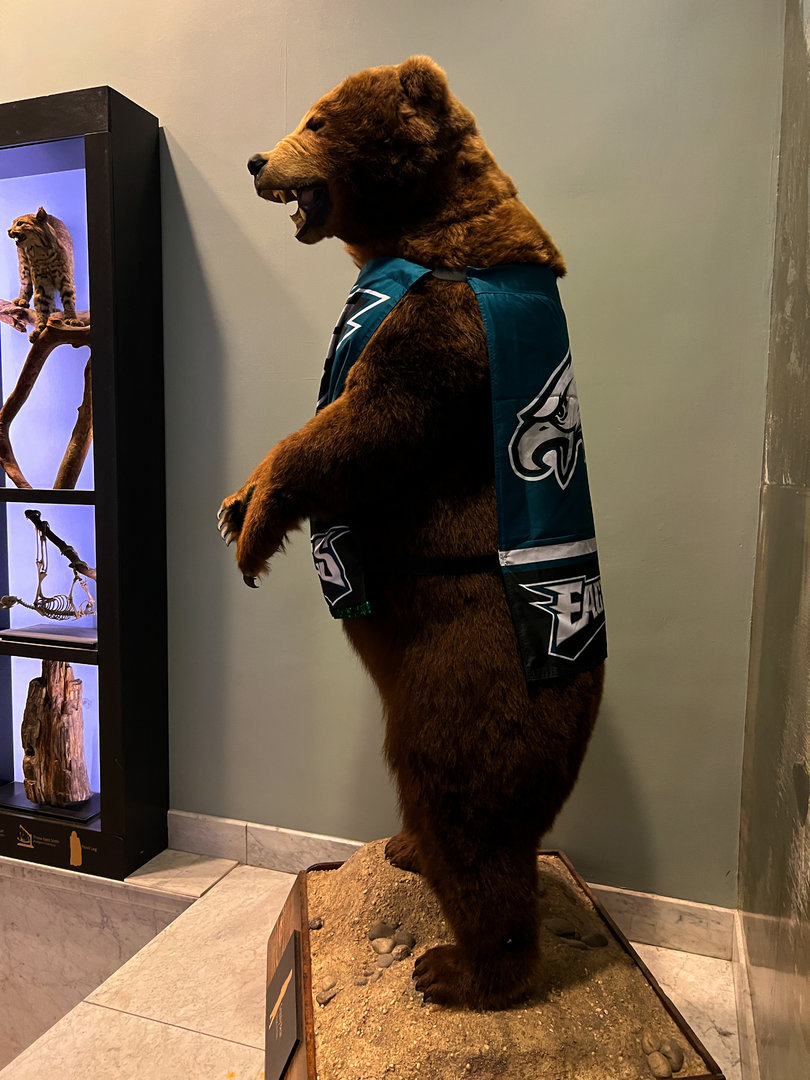 Brown Bear - Fly Eagles Fly!