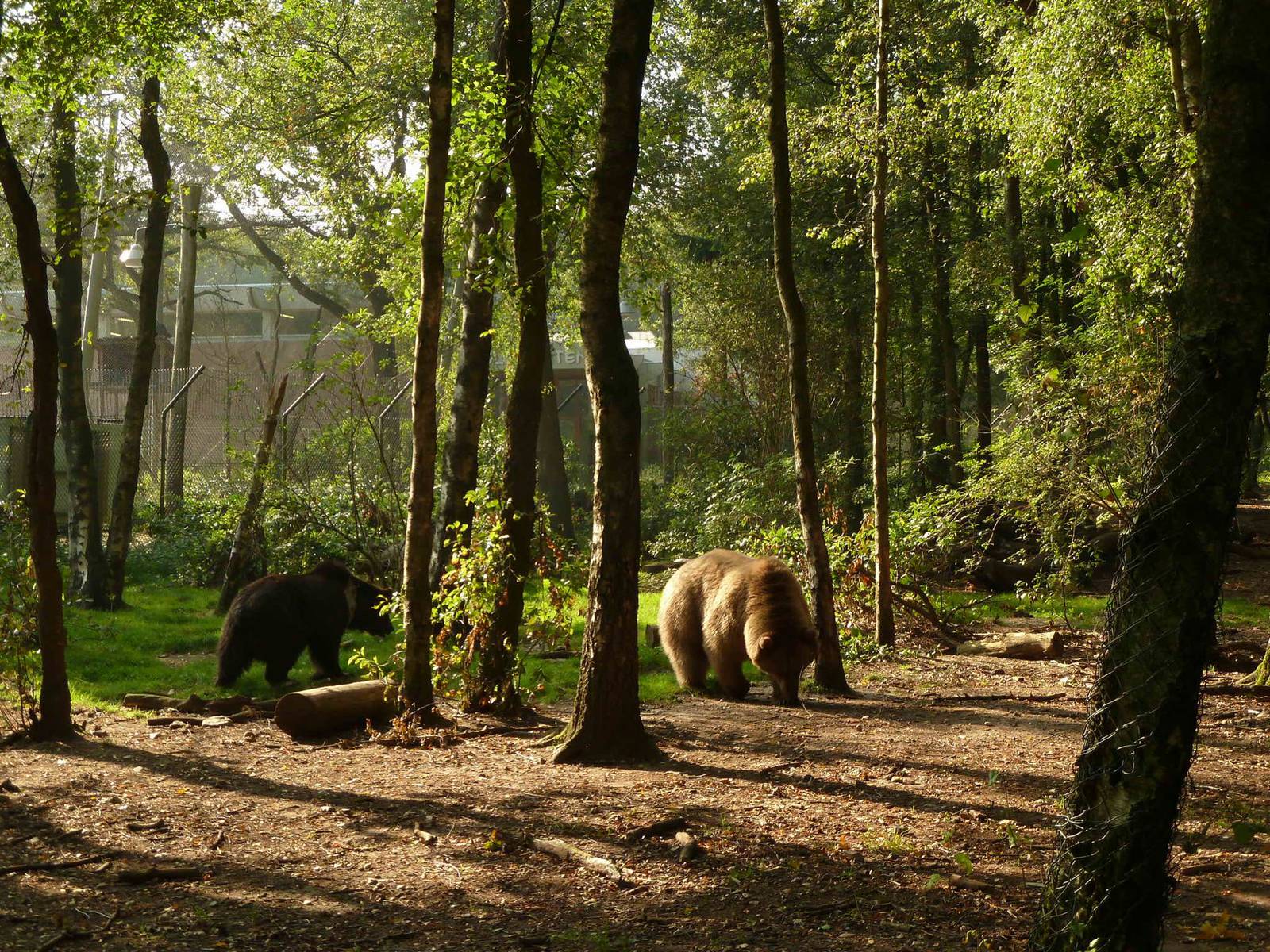 Brown bear forest