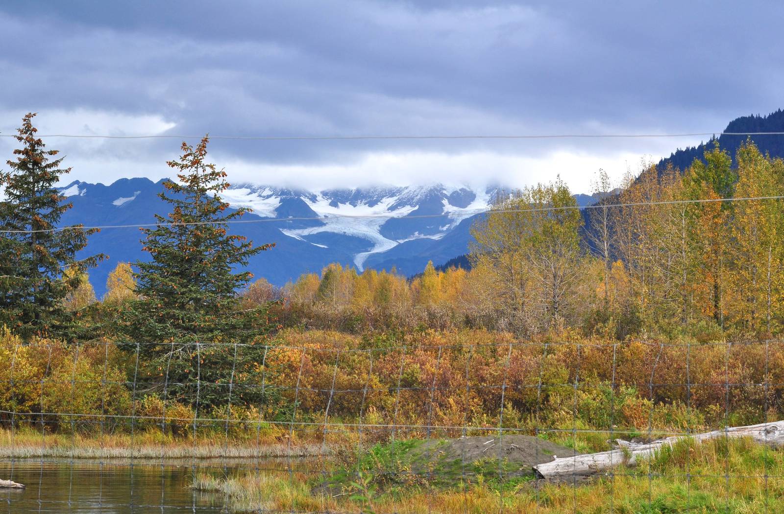 Brown Bear Habitat at the AWCC