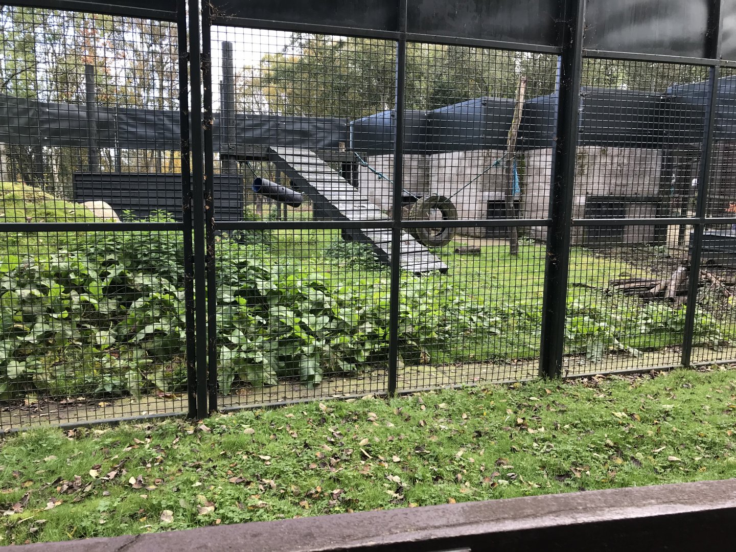 Brown bear holding area