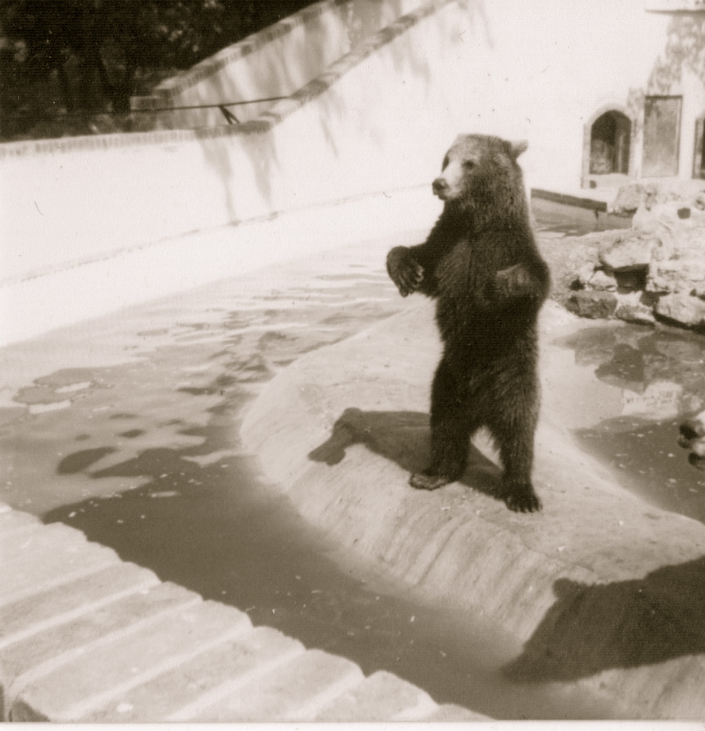 Brown Bear,  Hotham Park Zoo, Bognor Regis