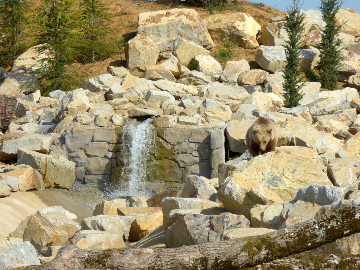 Brown bear in exhibit