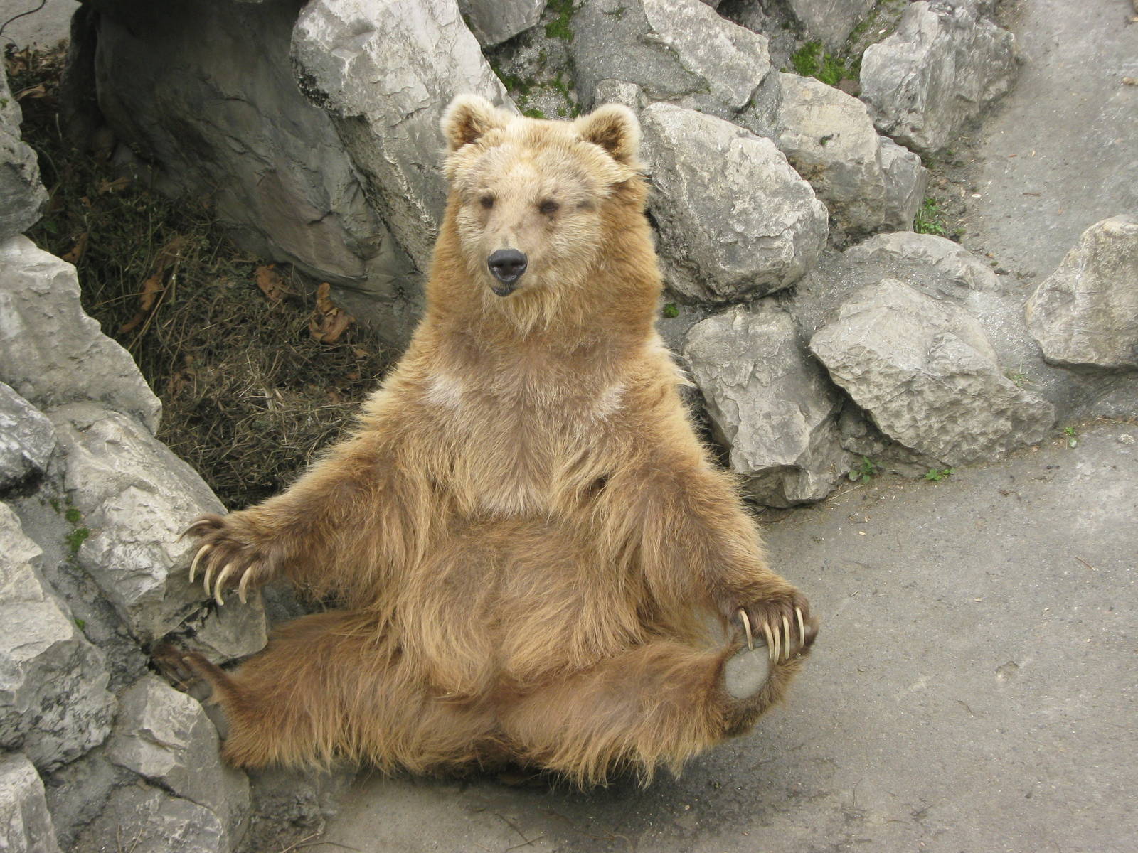 brown bear, in his patented begging pose