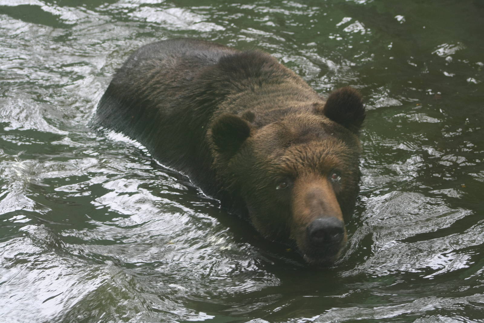 Brown Bear in improved pool - Zoo Negara 2015