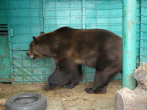Brown Bear in Kishinev Zoo