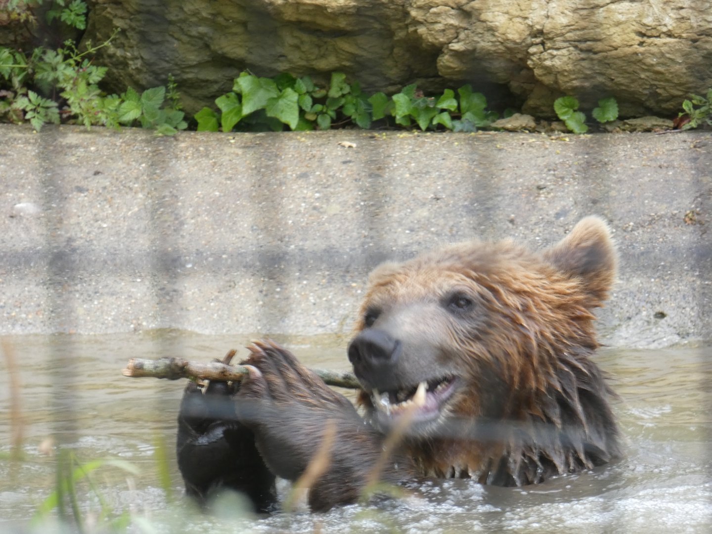 Brown bear in pond