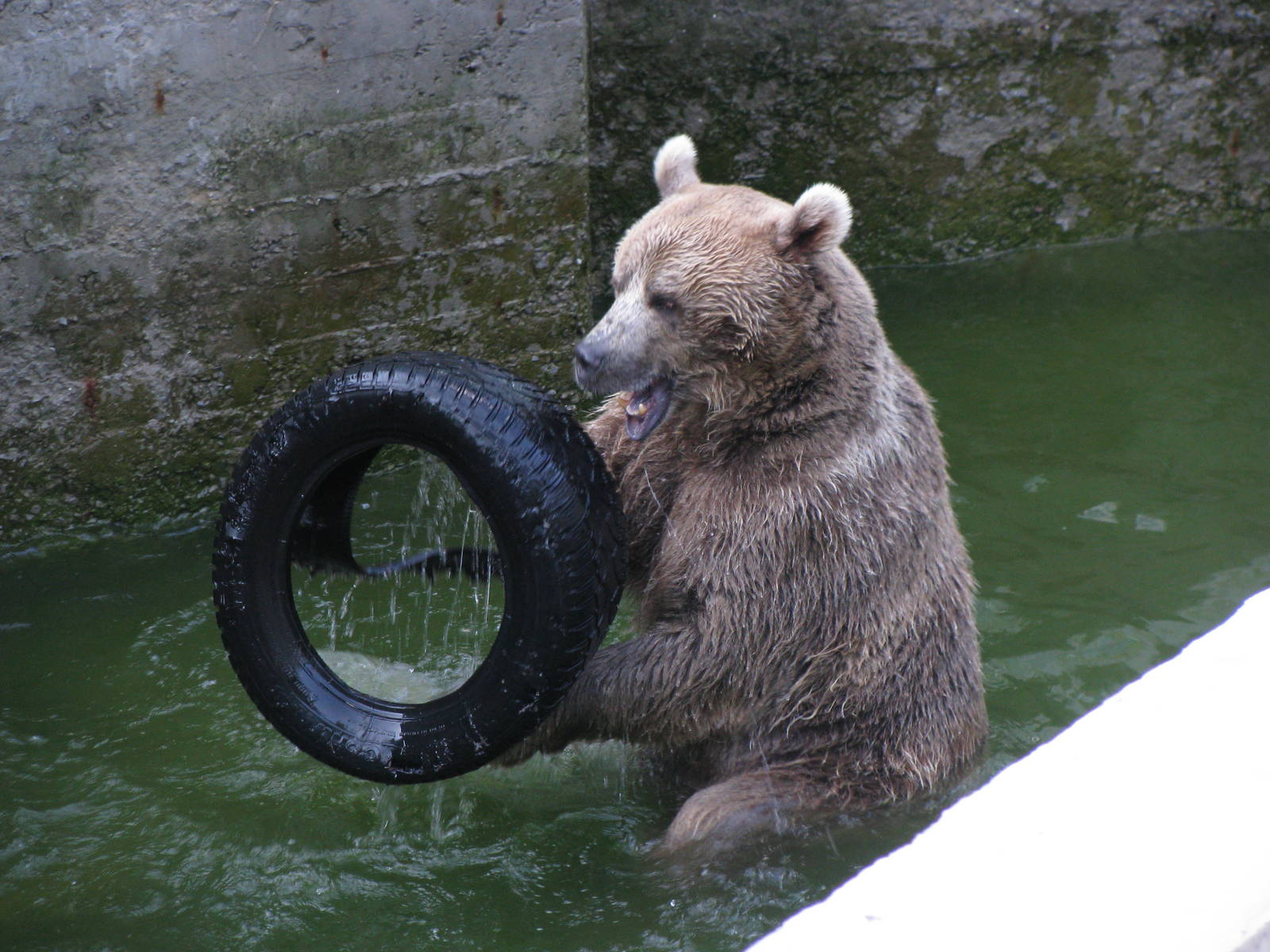 Brown bear in pool