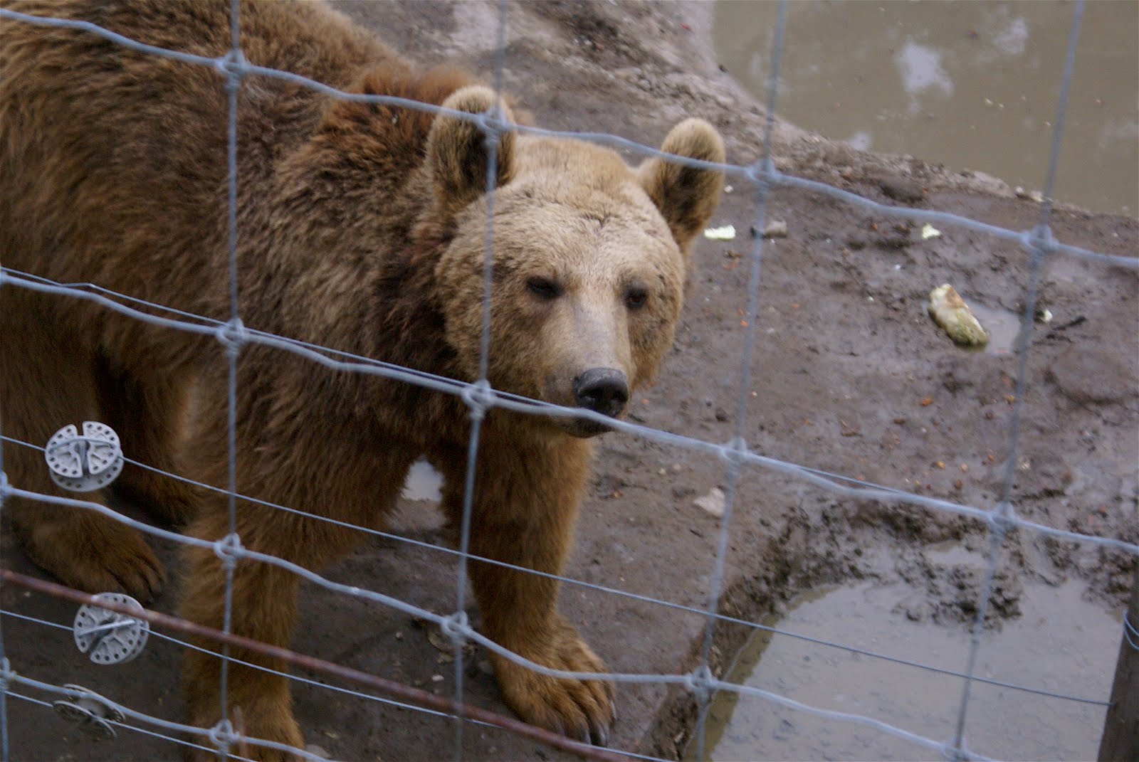 Brown Bear in Tbilisi Zoo