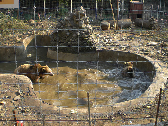 Brown Bear in Tbilisi Zoo