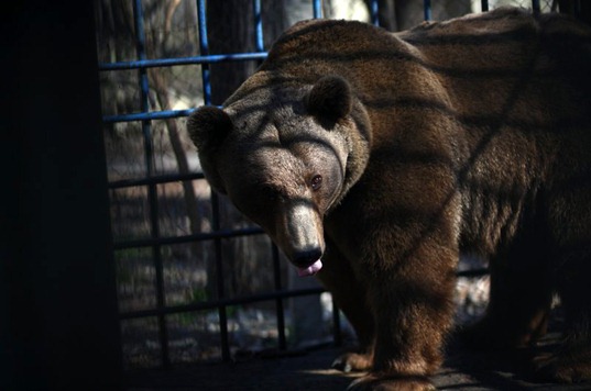 Brown Bear in Tbilisi Zoo
