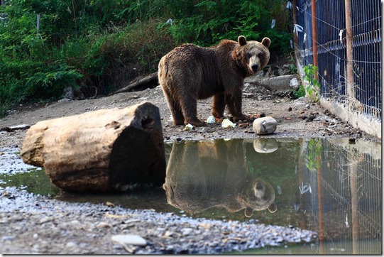 Brown Bear in Tbilisi Zoo