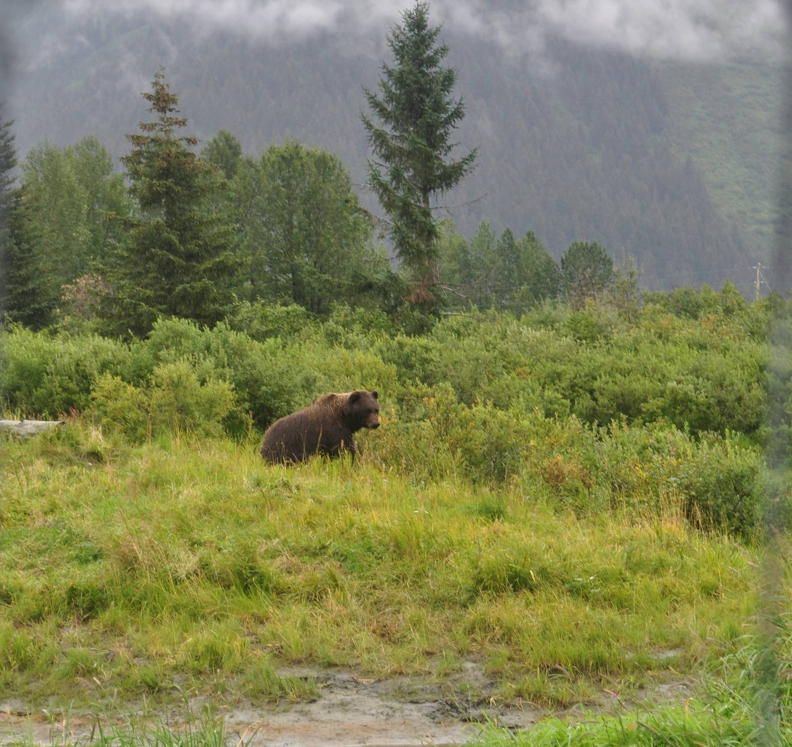 Brown Bear in the Mist