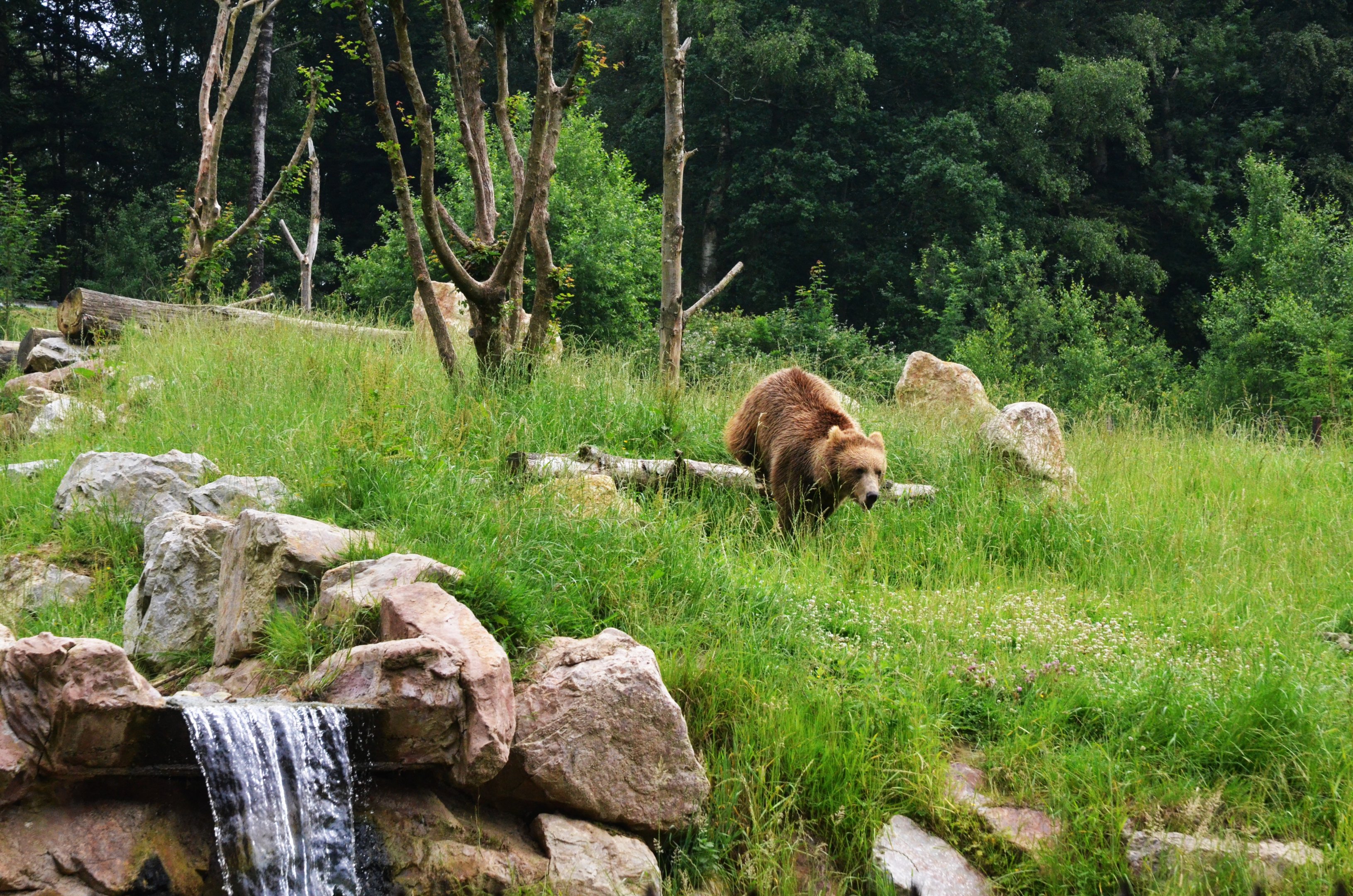 Brown Bear Incoming at CERZA, 10/06/18
