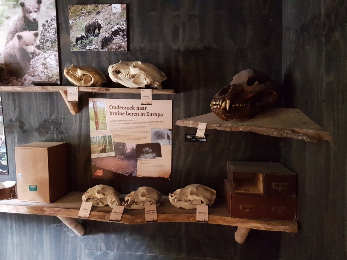 Brown bear-information