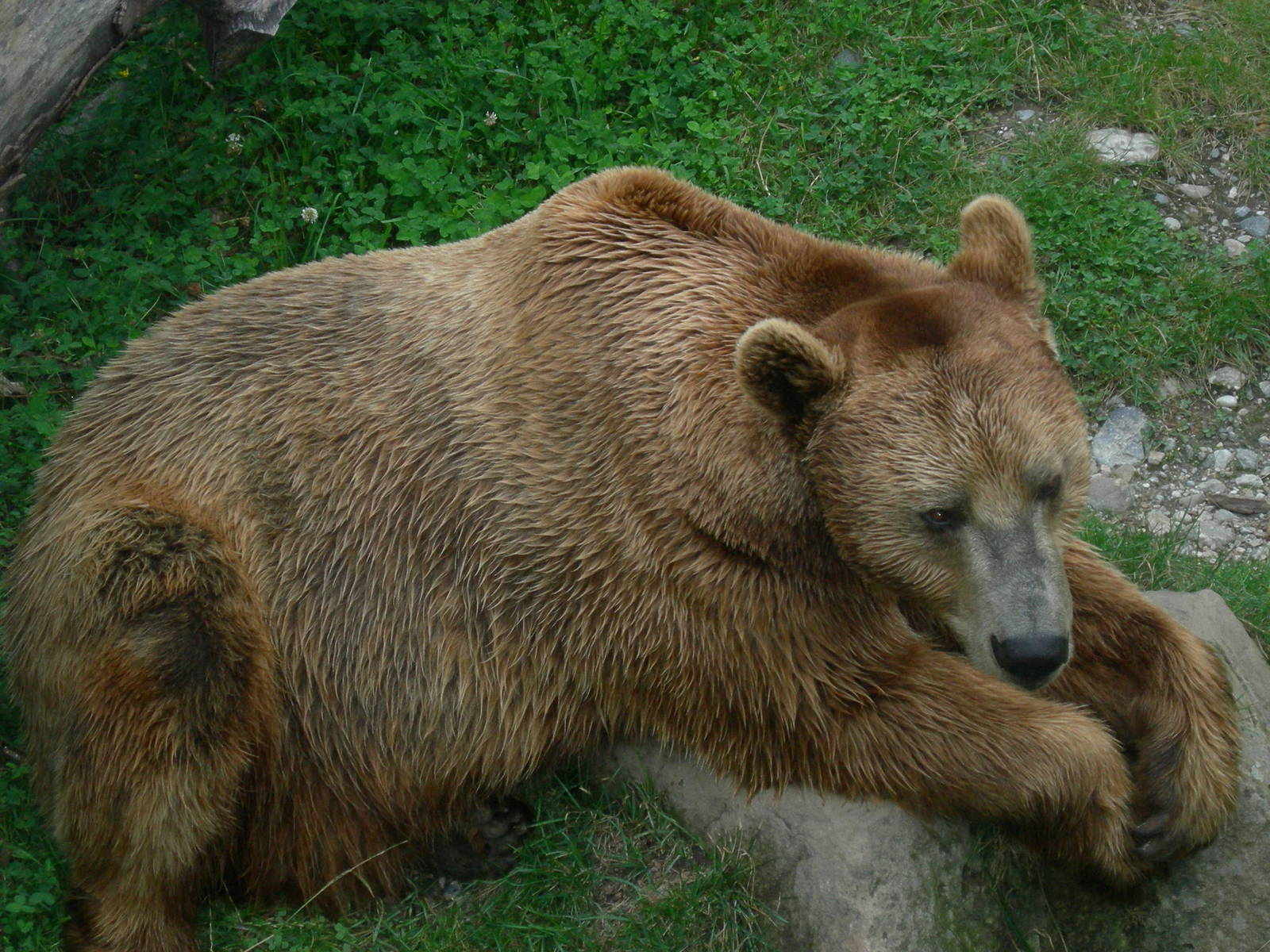 Brown bear- innsbruck