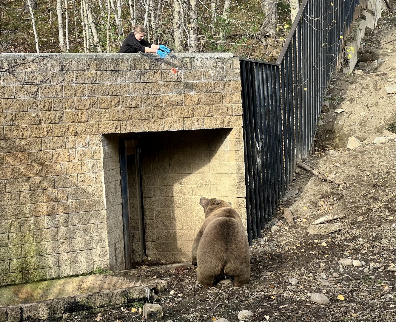 Brown Bear interaction with Keeper