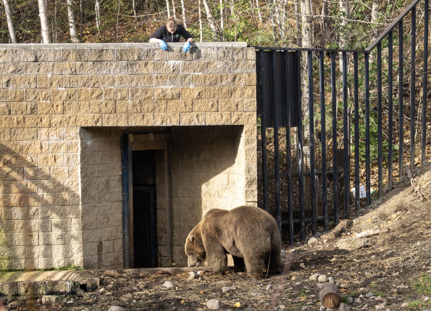 Brown Bear interaction with Keeper