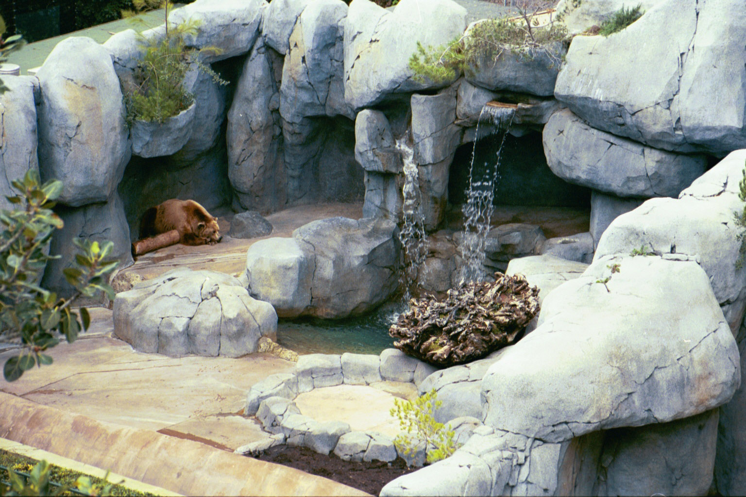 Brown bear - Jan 2005