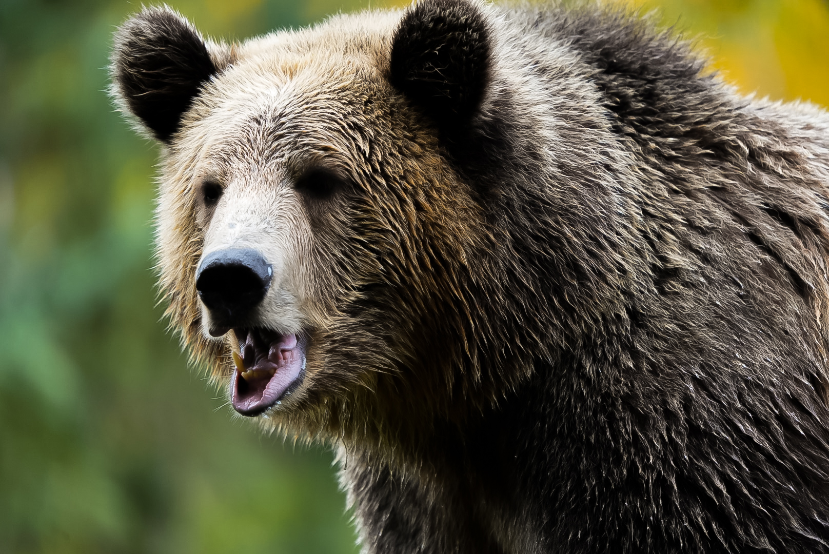 Brown Bear (Juniper)