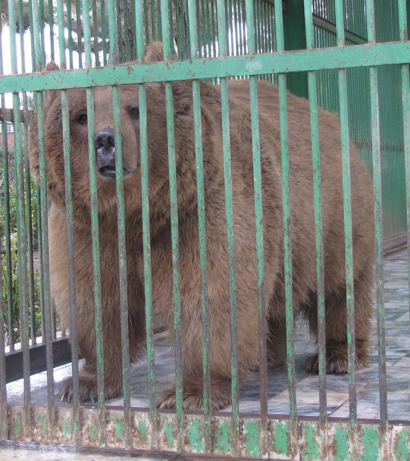 Brown Bear (mashhad zoo)