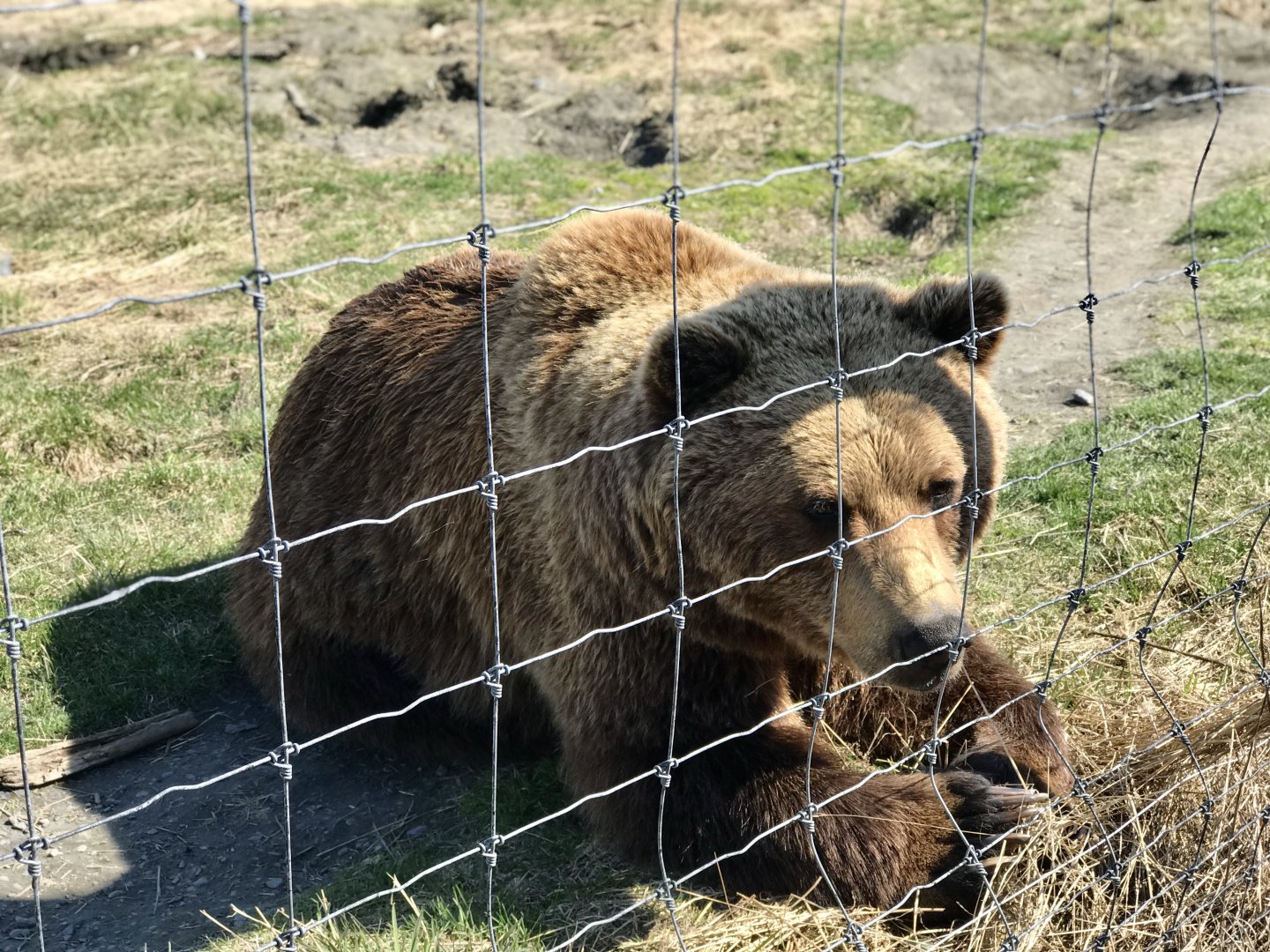 Brown Bear - May 2020