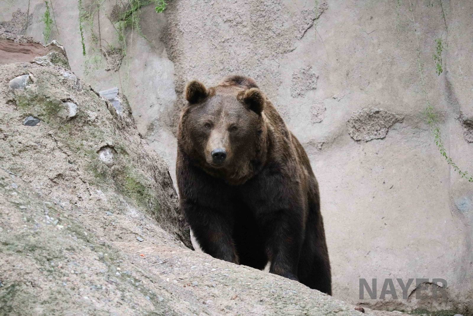 Brown bear - Mendoza Zoo, April 2016