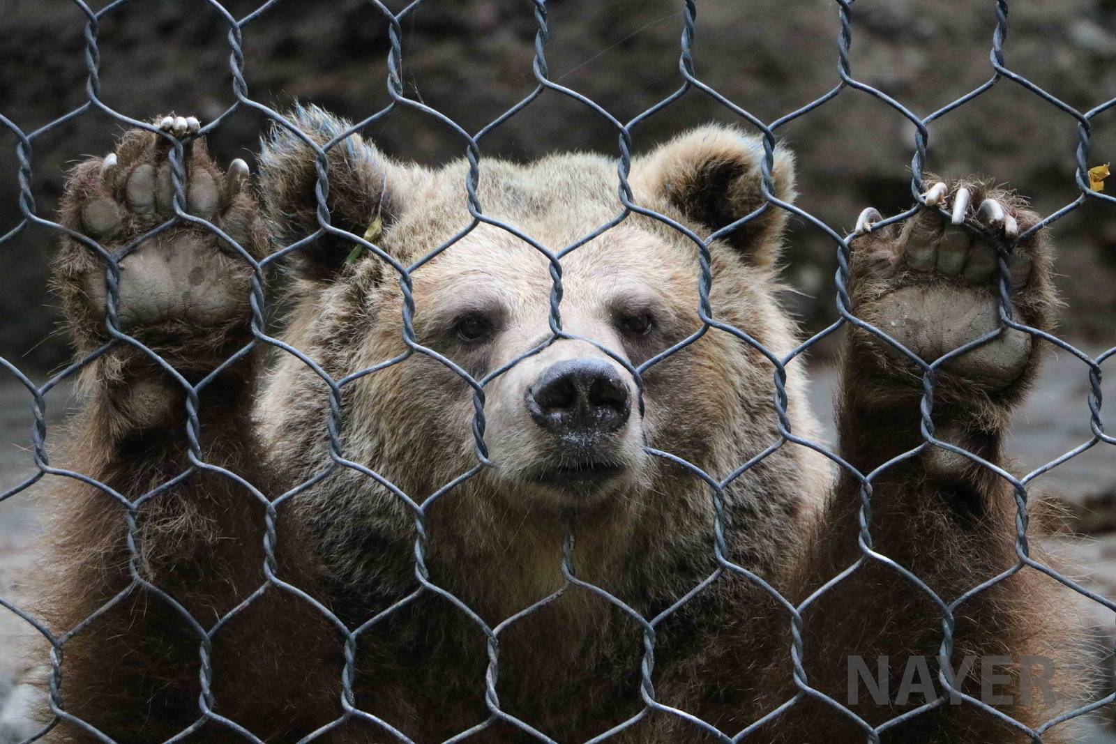 Brown bear - Mendoza Zoo, April 2016