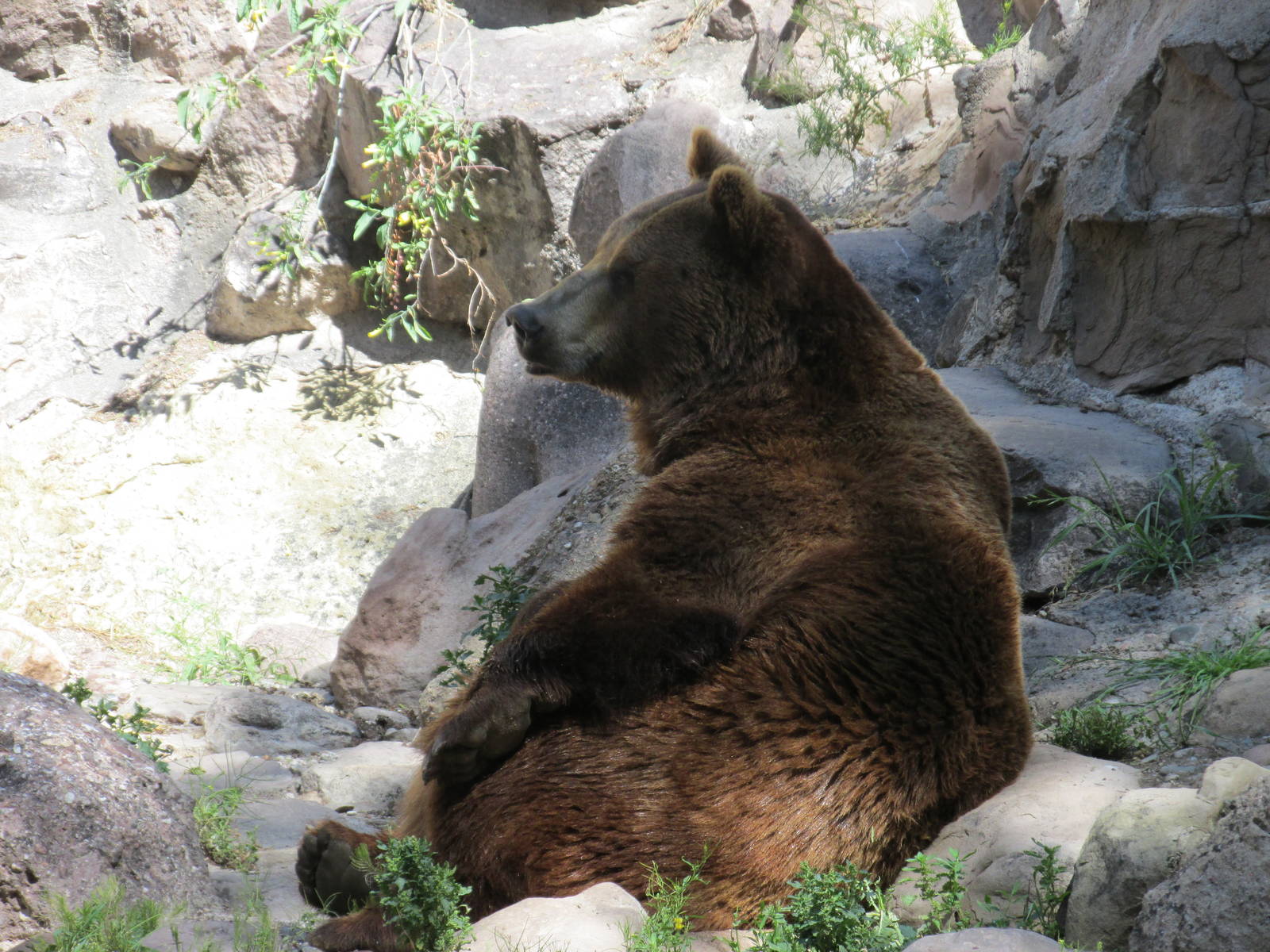 brown bear mendoza zoo