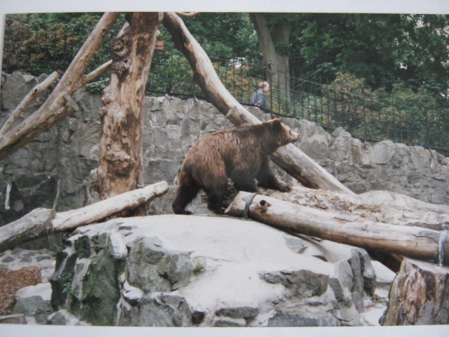 Brown Bear Molly Edinburgh Zoo July 1995