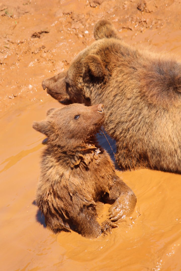 Brown Bear, mother and cub, cooling off