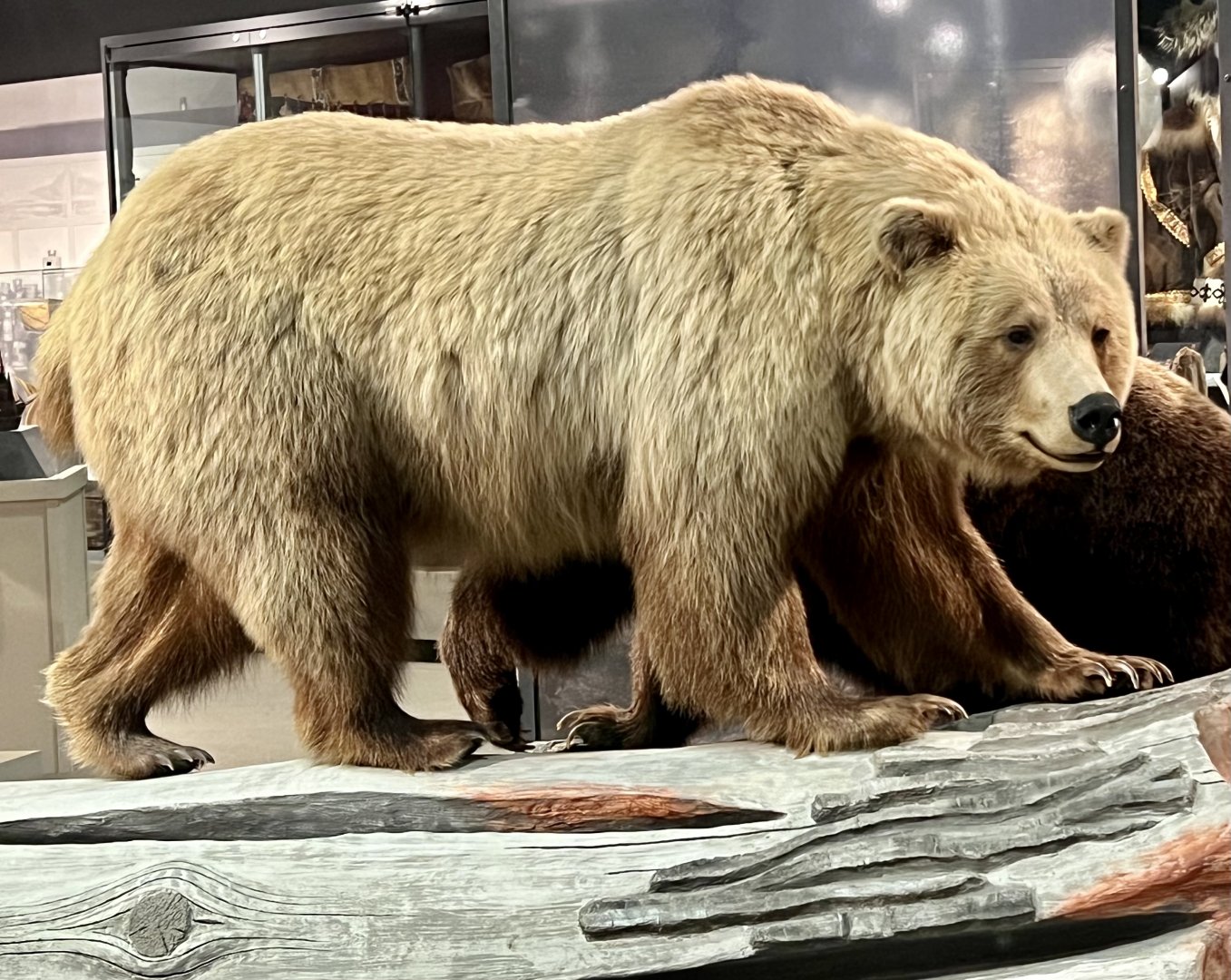 Brown Bear (North American Grizzly)