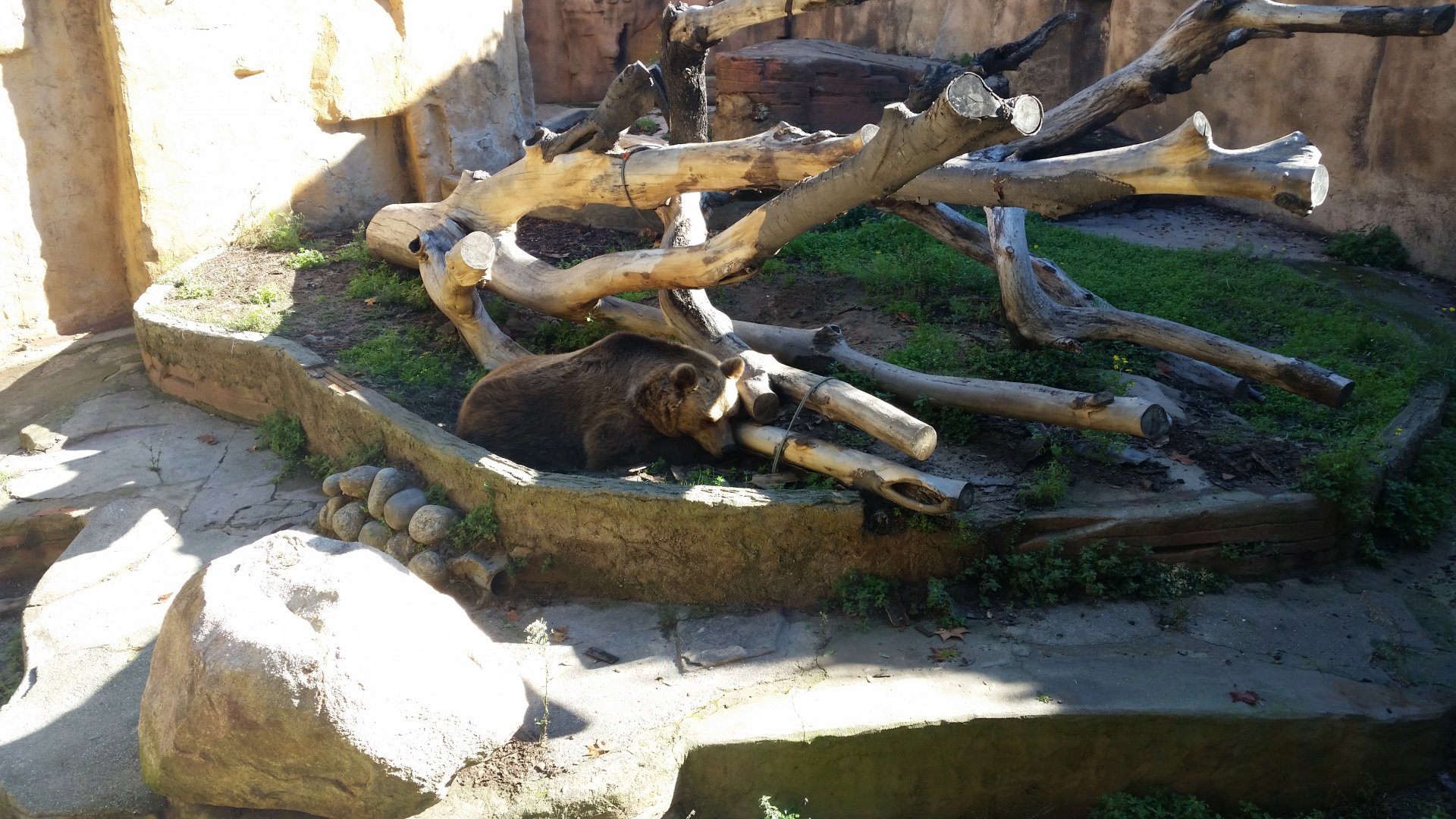 Brown Bear, October 2017