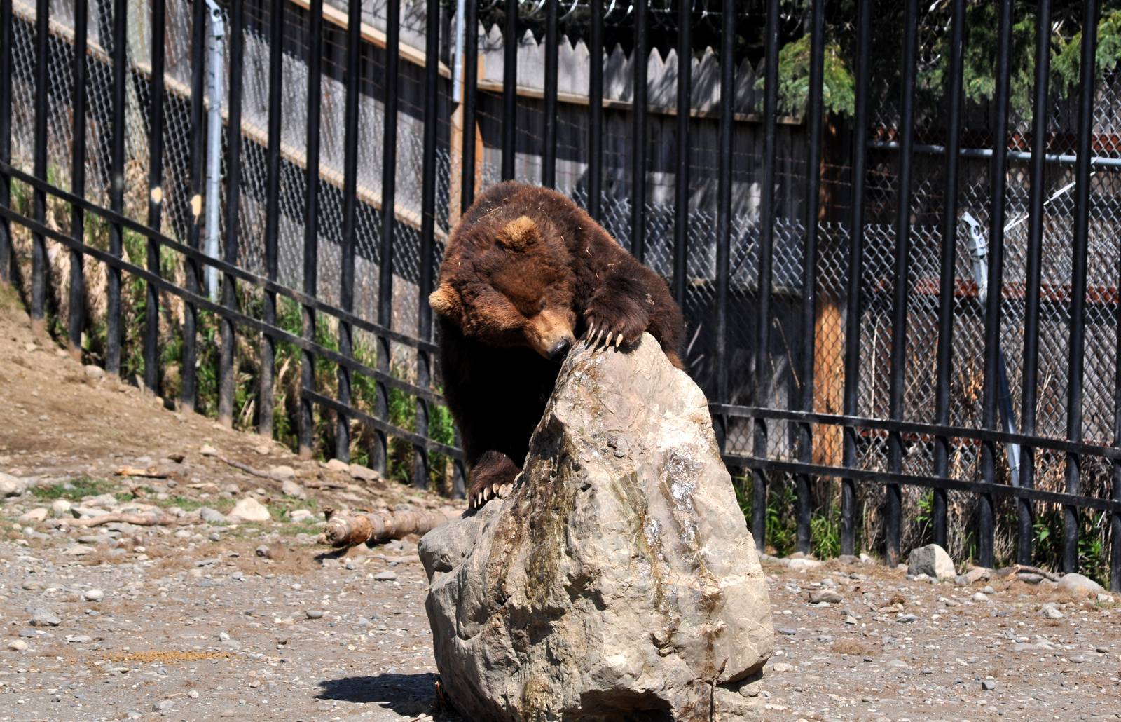 Brown Bear on enrichment rock